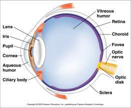 eye - Provides pressure for the cornea and anterior cavity - Drains through canals of Schlemm - Mostly