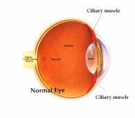 - Further away flatter lens - Closer up rounder lens - A ring of smooth muscle around the lens whose main