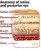 floaters - A layer of light-sensitive cells in the back of the posterior cavity that take in refracted light