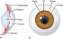posterior cavity located between the retina and the sclera - Forms the uveal treact with the iris and