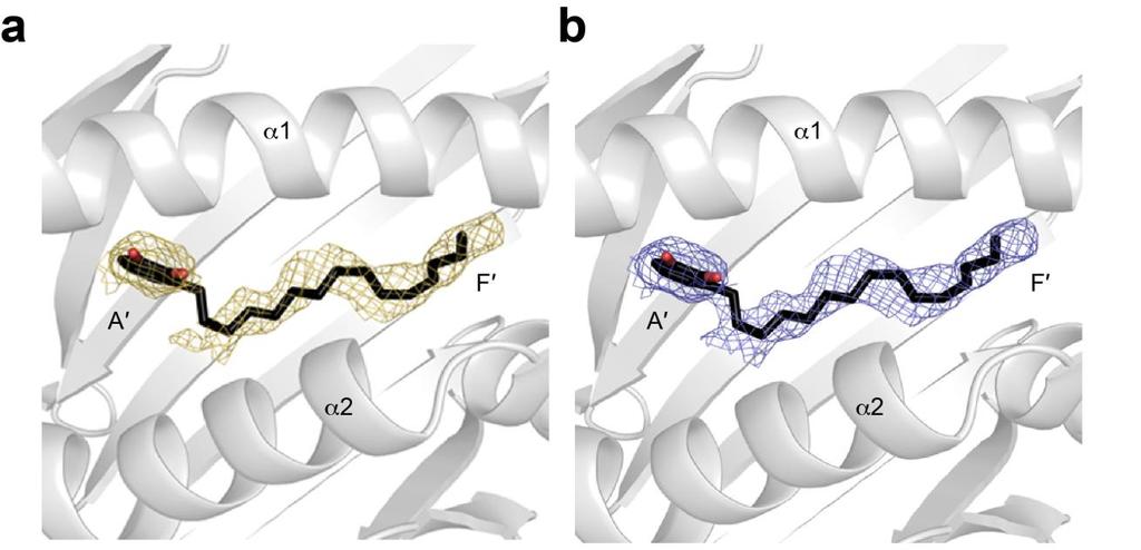 Supplementary Figure 4 Electron-density shots of urushiol in the antigen-binding cleft of CD1a.