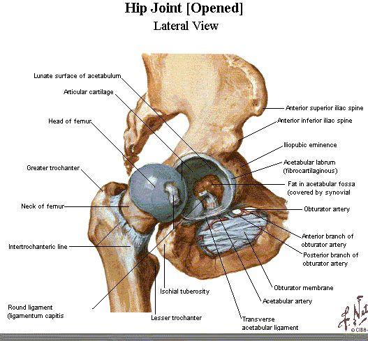 Basic Anatomy Hip is a classic
