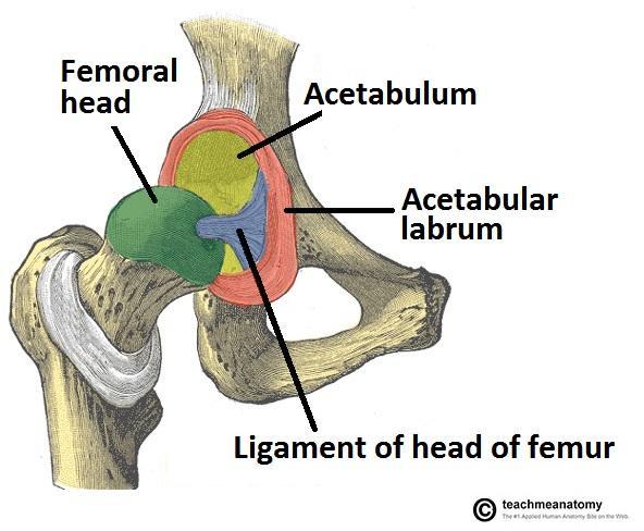 Basic Anatomy Intra-articular (central)
