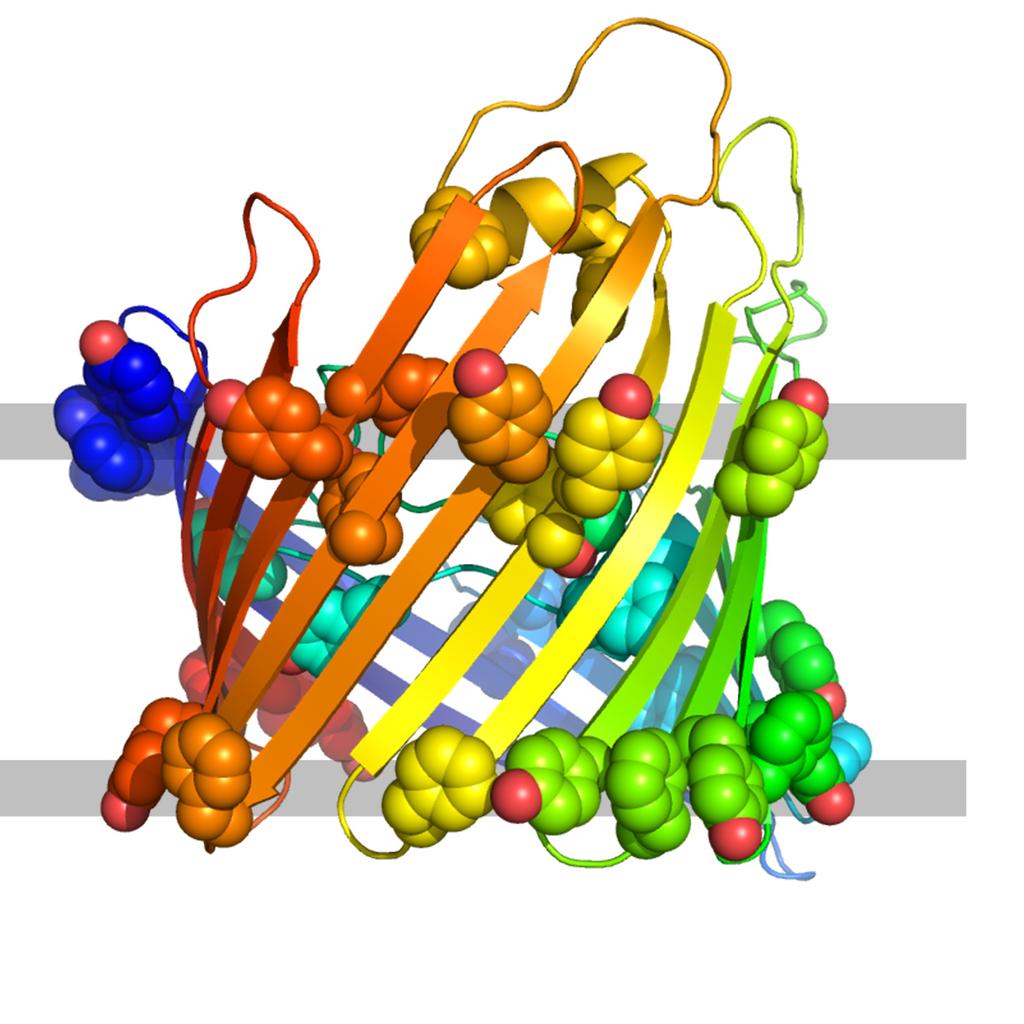 Aromatic residues at the interface Rhodopsin