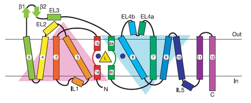 Leucine transporter LeuT Bacterial leucine transporter homologue of neurotransmitter transporters Leu/Na + symporter pseudo 2 fold in the plane