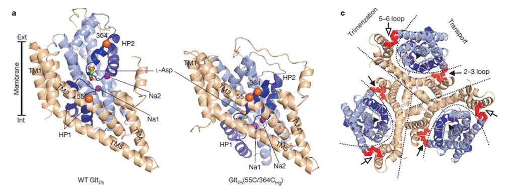 Aspartate transporter Bacterial homologue of the glutamate transporter in synapses Transporter