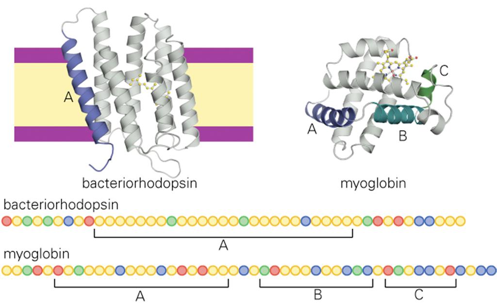 Identifying helical membrane proteins Helical membrane proteins have long stretches (~20 residues) of hydrophobic amino acids hydrophobic acidic basic polar