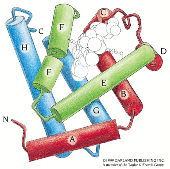 Myoglobin hydrophathy plot Human myoglobin sequence: GLSDGEWQLVLNVWGKVEADIPGHGQEVLIRLFKGHPETLEKFDKFKHLKSEDEMKASEDLKKHGATVLTALGGILKK