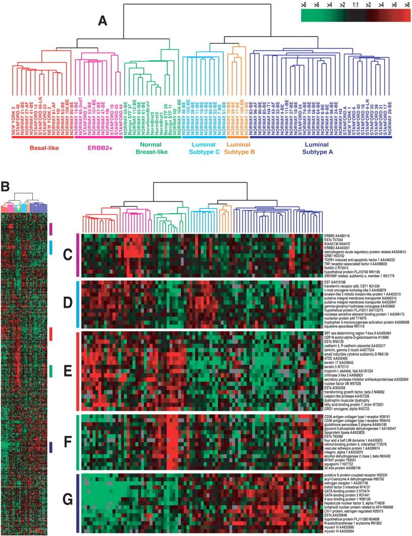 Gene expression patterns in