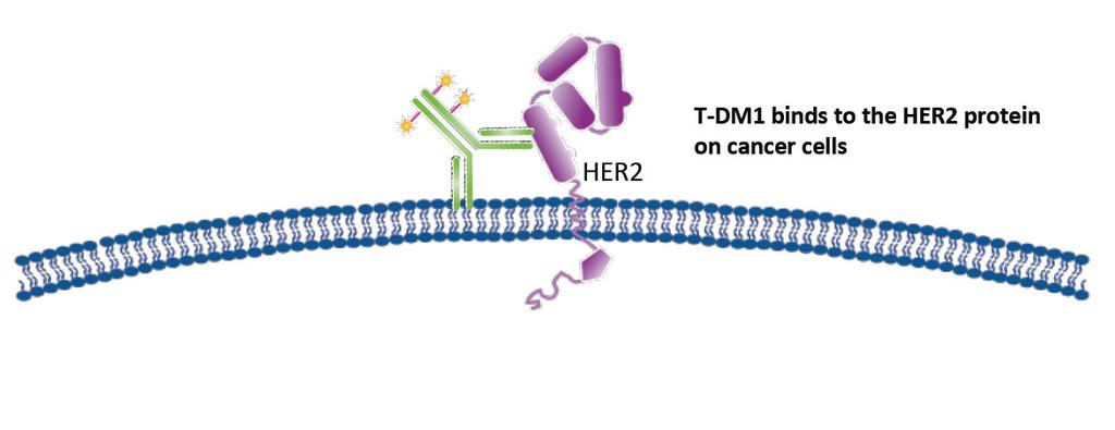 TDM-1 Novel antibody drugconjugate