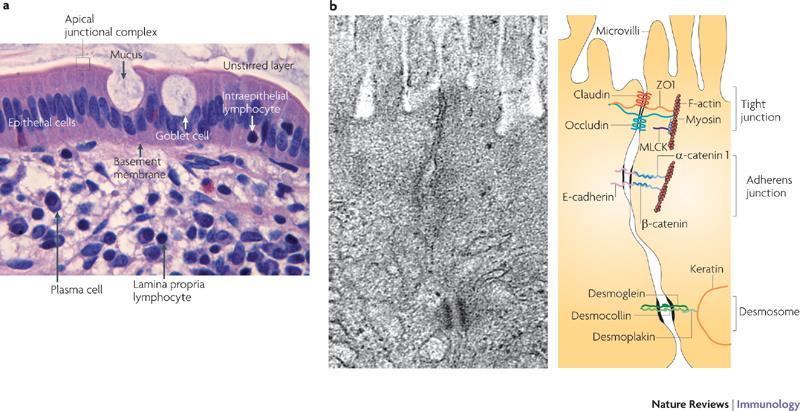Anatomy of the mucosal barrier: the intestinal epithelial