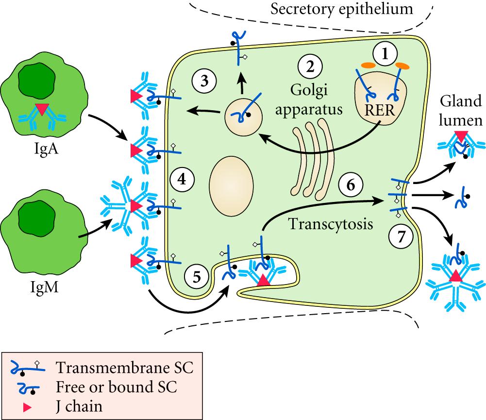Transport of secretory IgA to the luminal surface IgA binds to the polymeric Ig receptor (pigr), also known as transmembrane secretory component (SC) on the basolateral surface and is