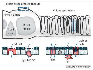 Mechanisms of antigen sampling in the small intestine APC (DC