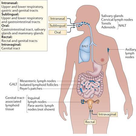 Mucosal vaccination routes and compartmentalization of