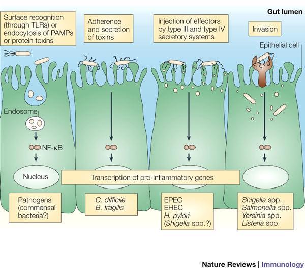 Pathogenic bacteria use various strategies to trigger a proinflammatory