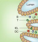 The gut-associated lymphoid tissue contains both