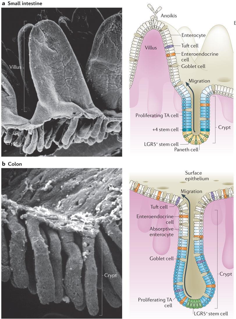 The intestinal epithelium is self-renewing Small