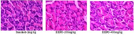 Figure1: Photographs of histological examination of rats treated with EEPO & Standard Table 2: Effect of EEPO on fasting blood glucose Group Treatment Blood glucose (mg/dl) 0 Day 7 th Day 14 th Day