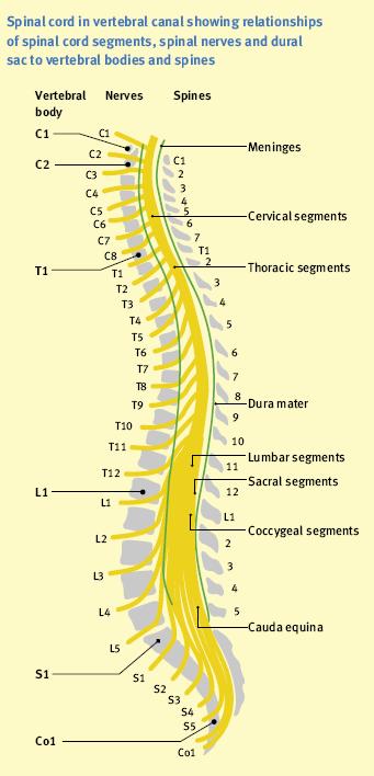 *Our main subject is the brachial plexus but it's important to understand the spinal cord first in order to understand the brachial plexus.