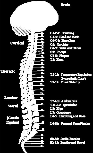 Spinal cord Gives origin to 31 pairs of spinal nerves, Portion of S.