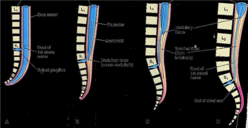 Spinal cord 8 Weeks 24 Weeks Newborn Adult Up to the 3rd month of fetal life, spinal cord occupies the entire length of vertebral canal Due to differential growth