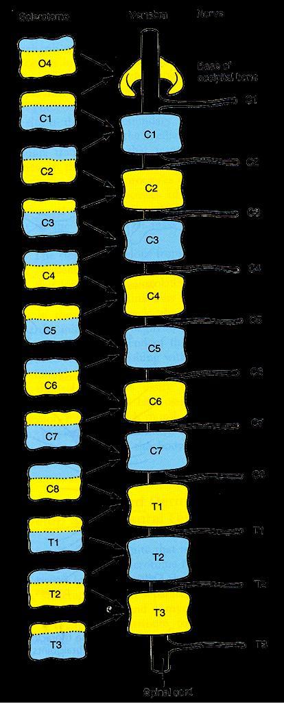 Vertebrae and vertebral column Seven cervical vertebrae form from eight cervical somites because the cranial half of the C1 sclerotome fuses with the caudal half of the O4 sclerotome and contributes