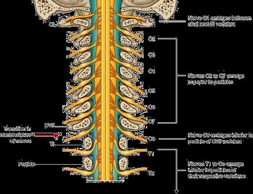 Spinal cord First cervical nerve emerges between atlas and occiput, 8th cervical root between C7 and T1 intervertebral foramina.
