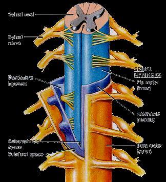 Spinal cord Spinal cord