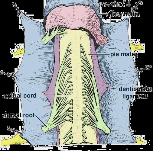 Spinal cord Each ligament is of