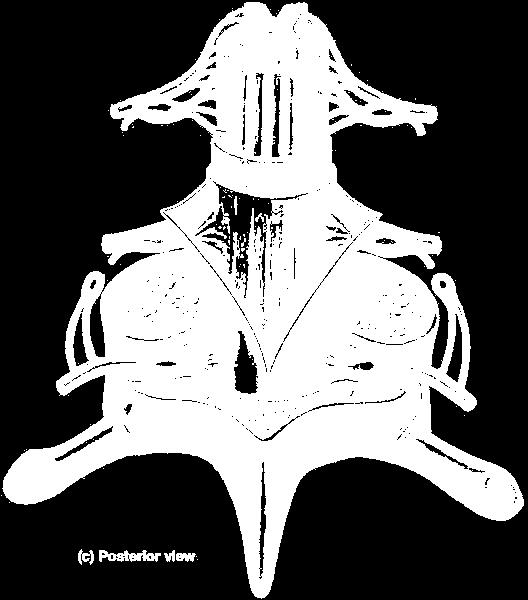 apex attached to arachnoid and inner
