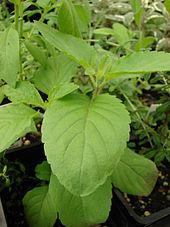 TULSI or Holy Basil It is an erect, many-branched subshrub, 30 60 cm tall with hairy