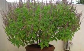 It is native to the Indian subcontinent and widespread as a cultivated plant throughout