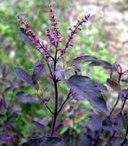 Botanical Name: Ocimum tenuiflorum or Ocimum sanctum Family: Lamiaceae Part Used: