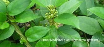 Gymnema sylvestre It is an is an herb native to the tropical forests of southern and central India and Sri Lanka.