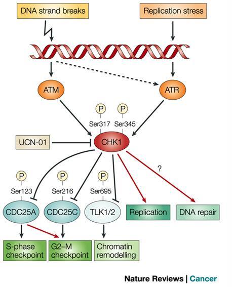 Chk1 Inhibitor: DNA Damage Response (DDR) and Cell Cycle Control Represent Attractive Cancer Targets Targeting cell cycle regulation and DDR is a clinically validated approach to cancer therapy DDR /