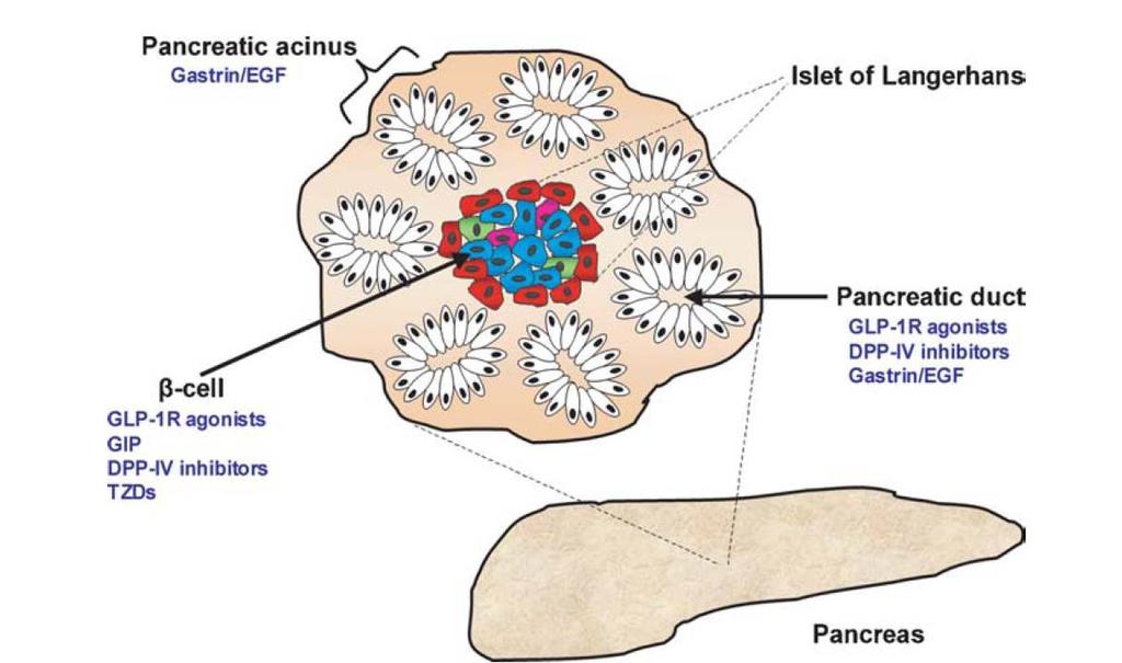Pancreatic Targets for Expansion of