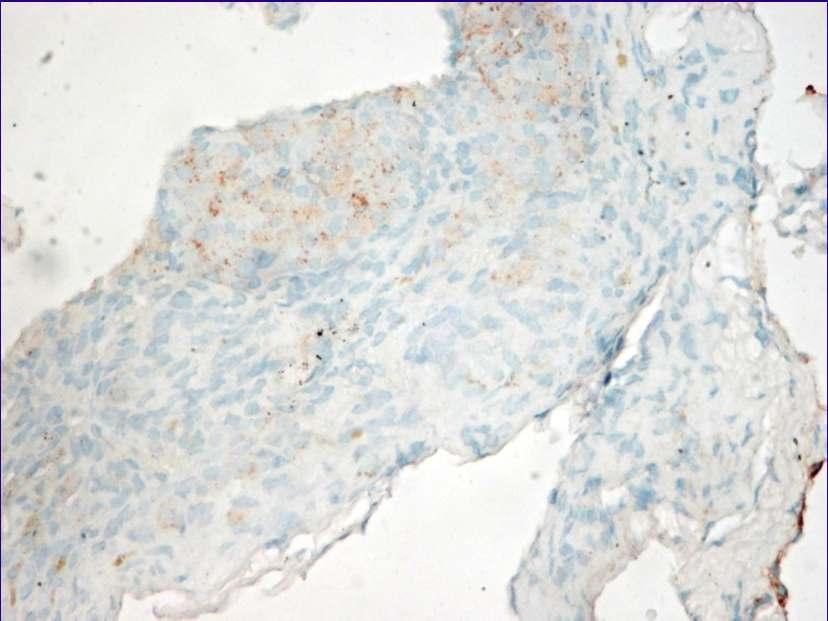 at 6 Weeks Insulin Staining