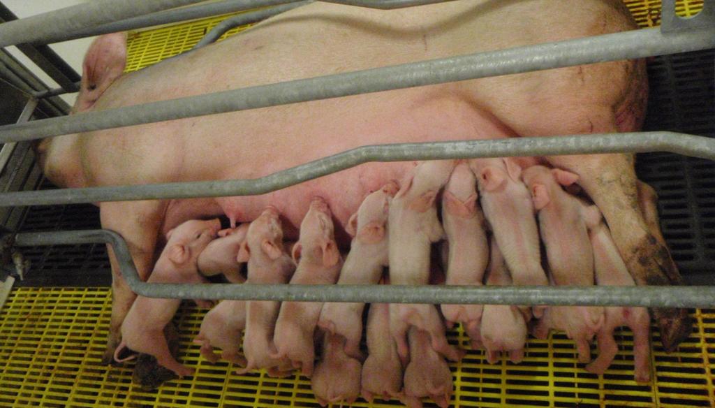Applied Swine Nutrition Research Program:
