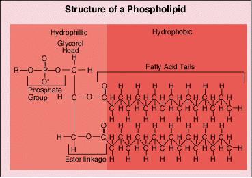 Plasma Membrane Structure Double phospholipid membrane held together by hydrophobic interactions Phospholipids: Hydrophilic heads with a phosphate