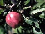 Fruit Apple Eastern Nutrition by LinkedYin Acupuncture Center Nature: cool and sour Other: large amounts of fructose, malic acid, tannic acid, fibre, pectin, calcium, phosphorus, iron, and potassium