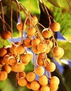 Longan Fruit Eastern Nutrition by LinkedYin Acupuncture Center Channels: heart and spleen Other: glucose, sucrose, vitamins A and B, a little fat, protein, and amino acids Effects: