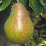 Pear Eastern Nutrition by LinkedYin Acupuncture Center Nature: cool, slightly sour Channels: lung and stomach Other: fructose, sucrose, glucose, vitamins B1, B2 and A, calcium, phosphorus, iron, a