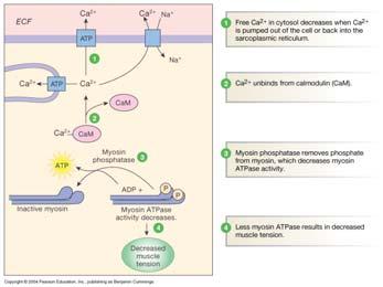 Smooth Muscle Relaxation: Mechanism Control of intracellular R neurotransmitter or hormone R voltage-operated ion channel ion exchangers and pumps K + ATP ATP 2nd messengers Na + Na + camp IP 3 cgmp