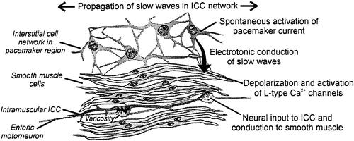 Smooth muscle : Slow wave Smooth muscle lack the mechanism for active regeneration of slow wave. Slow wave decay in amplitude as predicted by passive cable properties in smooth muscle.