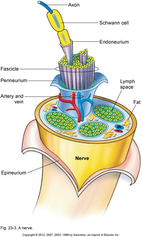 Cells of the Nervous System Neuron Impulse-conducting