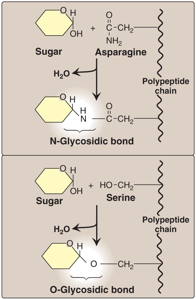 VII. Oligosaccharides The oligosaccharide components of glycoproteins are generally branched heteropolymers composed primarily of D-hexoses, with the addition in some cases of neuraminic acid, and of