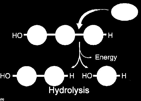 units together Dehydration Synthesis: water to