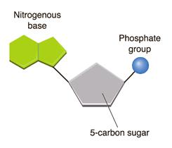 ) Nucleic Acids *biggest and Elements: Carbon, Hydrogen, Oxygen, Nitrogen, &