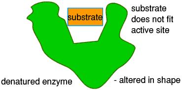 What can affect the enzyme action? 1.