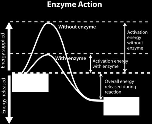 Will longer work Enzymes are Exact - -Each